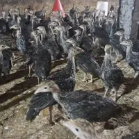 بوقلمون ۲ماه