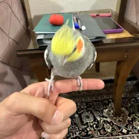 عروس هلندی فول رام