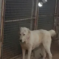 ماده افغان اصیل دم قل