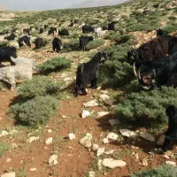 فروش ۲۰راس بیگ چاق
