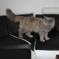 پرشین اسکاتیش