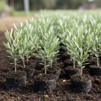 فروش نهال زیتون تضمینی ، مناسب کاشت|گل و گیاه طبیعی|خمیر, |دیوار