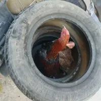 مرغ لاری وخورس لاری|حیوانات مزرعه|اردبیل, |دیوار