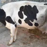 گاو هلشتاین باگوساله مونتبلیار سیمینتال