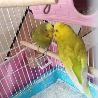 یک جفت مرغ عشق|پرنده|کازرون, |دیوار