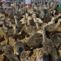 جوجه بوقلمون 28 روزه برنز و بوربن وزن بین500تا600گ|حیوانات مزرعه|شهریار, رزکان|دیوار