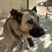 واگذاری سگ ماده سرابی