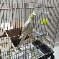 فروش عروس هلندی با قفس شیک