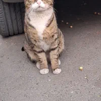 گربه نر آروم واکسن زده رایگان