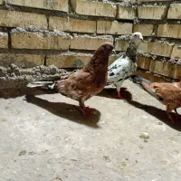 کبوتردرجه یک