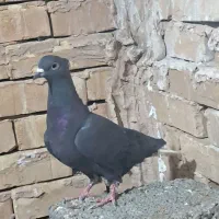 کبوتر پرشی|پرنده|بیرجند, |دیوار