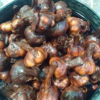 بطری|خوردنی و آشامیدنی|سلمانشهر, |دیوار