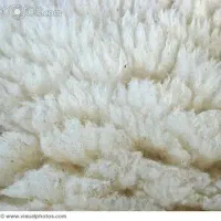 پشم پاییزه گوسفندی