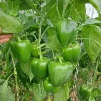 فروش گلخانه