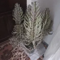 گل اشک عروس ۲ساله
