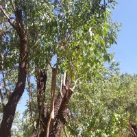 کارگر بادام چینی