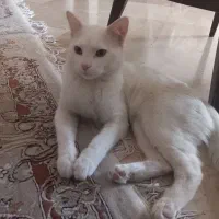 گربه واگذاری رایگان