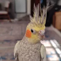 عروس هلندی مولد|پرنده|اندیشه, پرنیان|دیوار