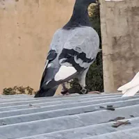 پلاکی مسافتی