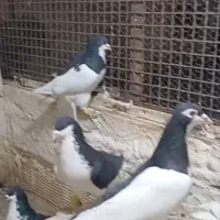 کفتر