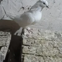 یه جفت کفتر نر و ماده|پرنده|کبودرآهنگ, |دیوار