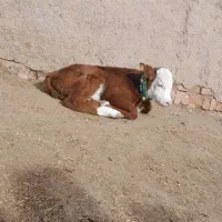 گاو شیری|حیوانات مزرعه|اسفرورین, |دیوار