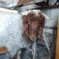 گوسفند قوچ وماده یک سال