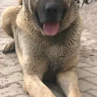 توله سگ سرابی|سگ|اردبیل, |دیوار