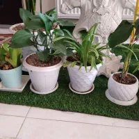 آپارتمانی|گل و گیاه طبیعی|شاهین‌شهر, شهرک میلاد|دیوار