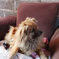 سگ پامرانین|سگ|رباطکریم, رباطکریم|دیوار