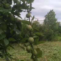 ۵۴۰ متر زمین تمام مسکونی بهر جاده اصلی قیمت شکاری|فروش زمین و ملک کلنگی|صومعه‌سرا, |دیوار