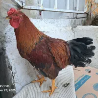 خروس لاری ،|حیوانات مزرعه|سردشت, |دیوار