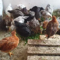 جوجه گلپایگان بلک استار 70روزه