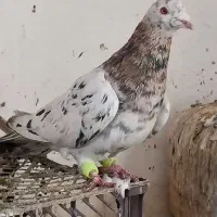 سار نر پرشی