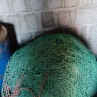 فروش جل میگو|ماهیگیری|درگهان, |دیوار