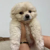 پامر خرسی عروسکی