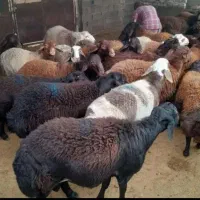 فروش گوسفند زنده ملارد مالیک شهریار