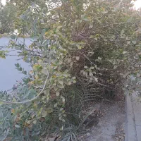 رهن سه خوابه مستقل شهرک پرواز