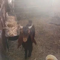 گوسفند قوچ|حیوانات مزرعه|گنبد کاووس, |دیوار