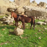 مادیون عشایری