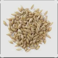 جو برای کشت