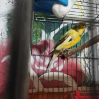 قناری ، سهره قناری ، عروس هلندی|پرنده|بهمن صغاد, |دیوار