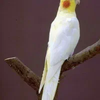 عروس هلندی گمشده هامون ۱۷