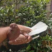 کبوتر جهنمی نر معاوضه با پاکستانی چشم سیاه|پرنده|بندر انزلی, کلیور|دیوار