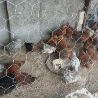 انواع ۹وجه گلپایگانی ۲ماهه ۳ماهه ۴ماهه بهشرط مرغ