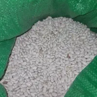 لوبیا خوش پخت