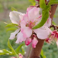 عسل طبیعی سبلان