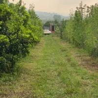 باغچه-210متری-جنگلی-فرصت-طلایی