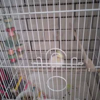 عروس هلندی لوتینو|پرنده|شوش, |دیوار