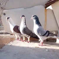 کبوتر سینه سیا ،دسته 14تایی کفتربازی ساده پلنگ سار